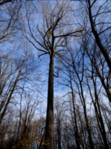 Tulip tree (Liriodendron tulipifera) in Upstate New York early spring 01