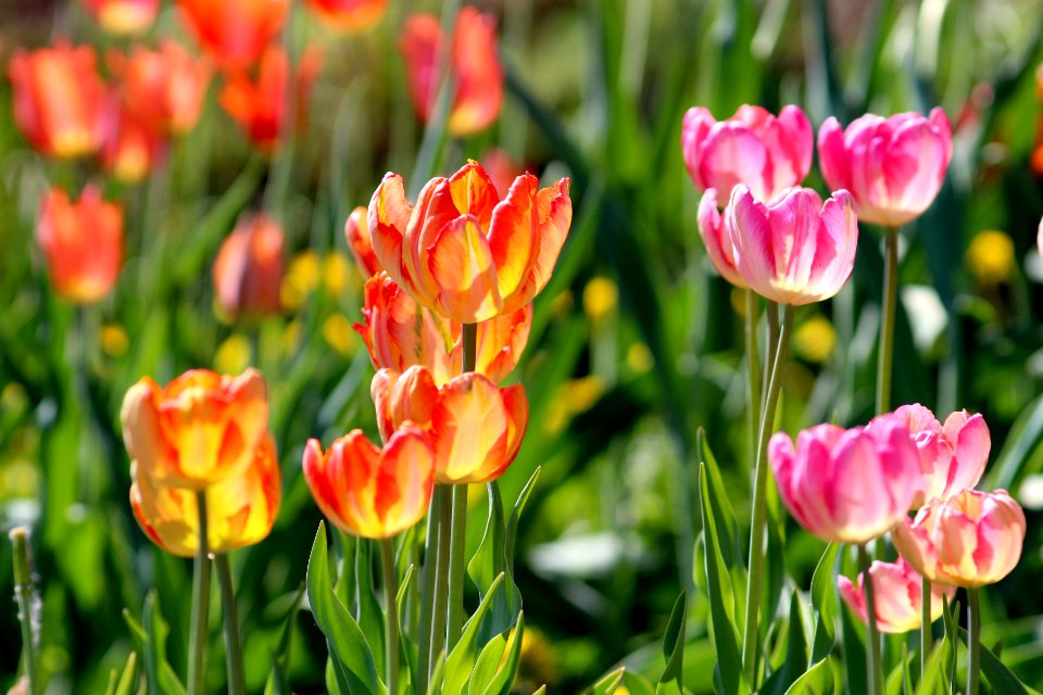 Tulipa 'Apricot Parrot' 'Parrot King' 2016 03