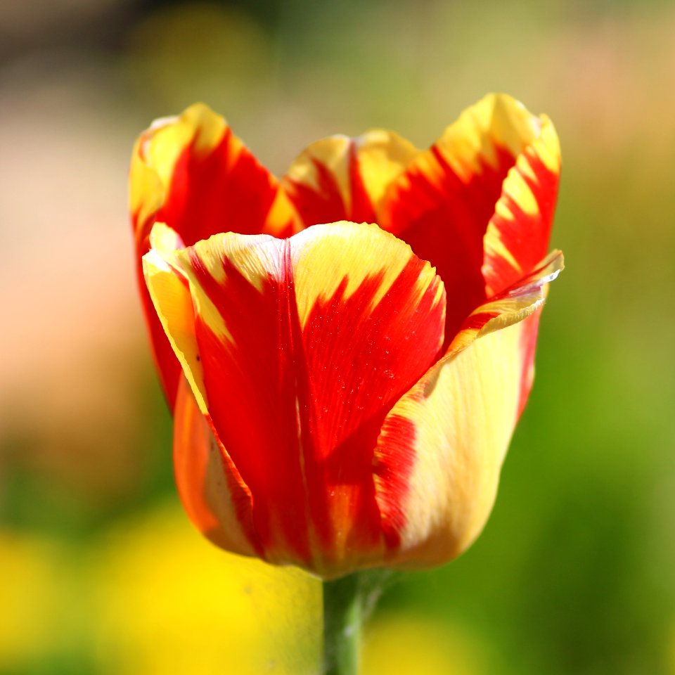 Tulipa 'Banja Luka' 2016 03