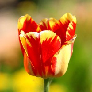 Tulipa 'Banja Luka' 2016 03