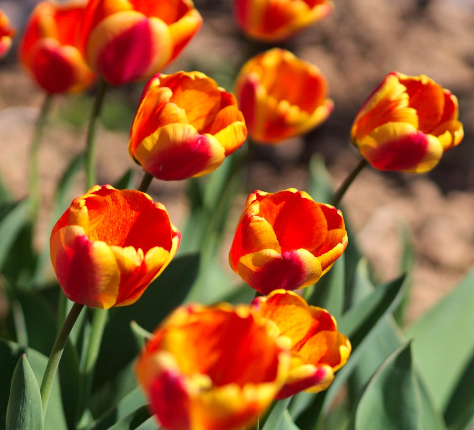 Tulipa 'Apeldoorn Elite' 2017 04