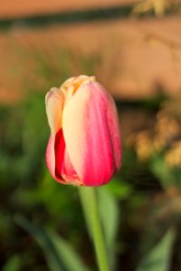 Tulipa 'Apricot Beauty' 2015 02