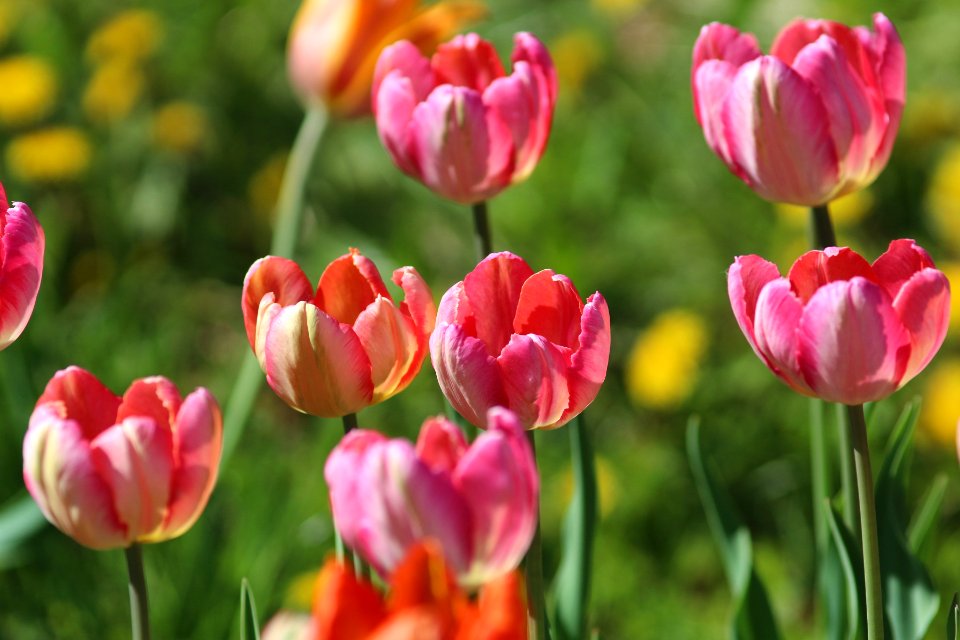 Tulipa 'Apricot Parrot' 'Parrot King' 2016 04