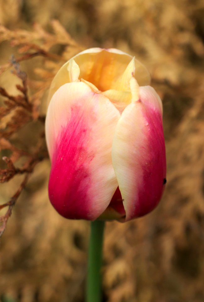 Tulipa 'Apricot Beauty' 2015 03