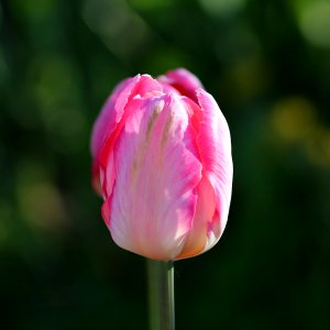 Tulipa 'Apricot Parrot' 2016 11
