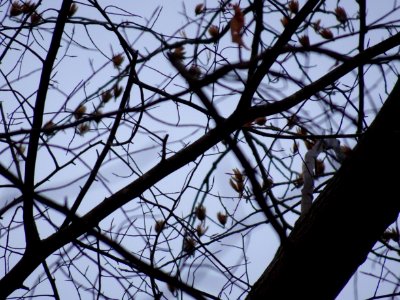 Tulip tree (Liriodendron tulipifera) early spring buds April 1 2018 Upstate New York 03