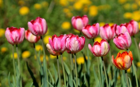 Tulipa 'Apricot Parrot' 'Parrot King' 2016 02