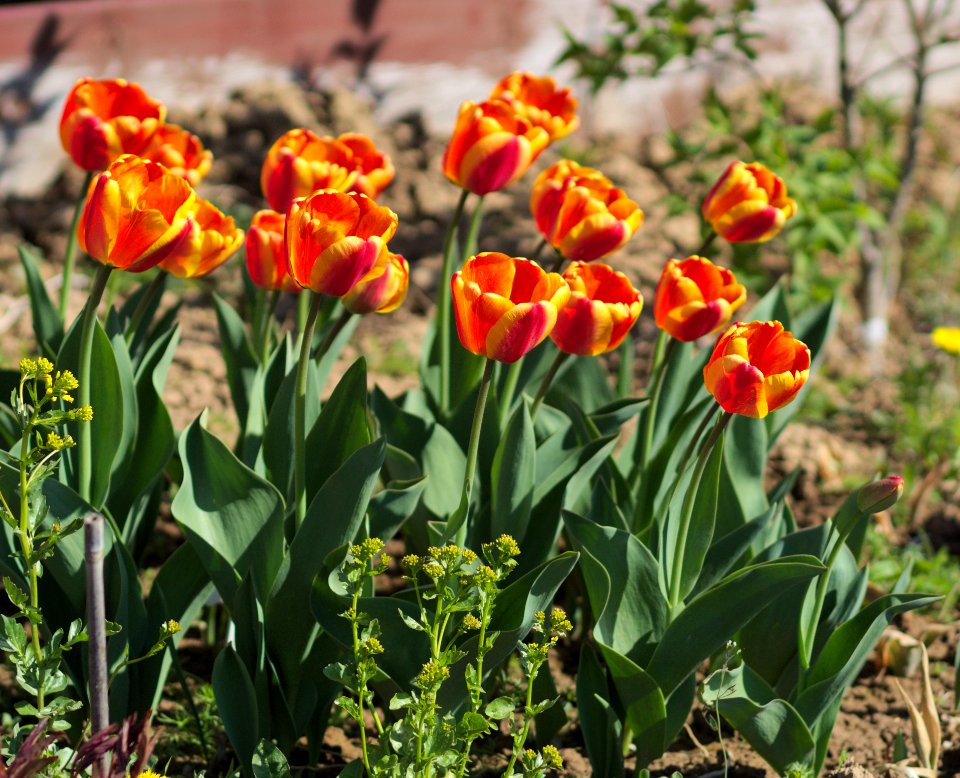 Tulipa 'Apeldoorn Elite' 2017 02
