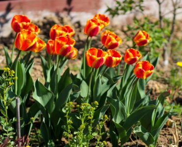 Tulipa 'Apeldoorn Elite' 2017 02