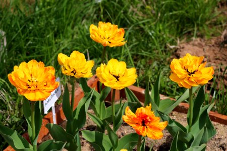Tulipa 'Double Beauty of Apeldoorn' 2016 00