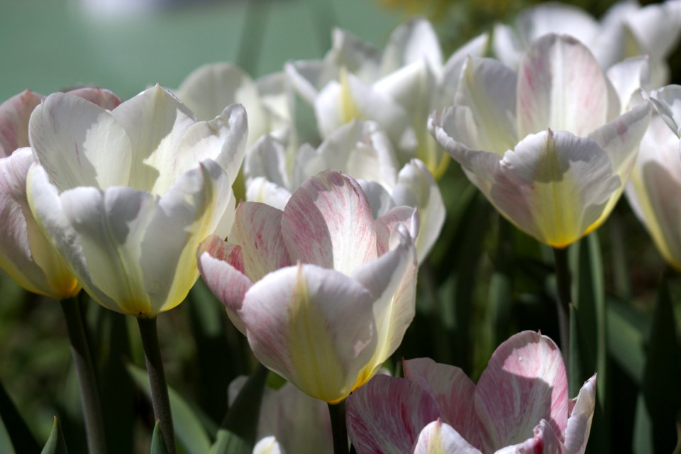 Tulipa 'Flaming Purissima' 2017 04