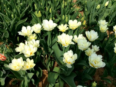 Tulipa 'Exotic Emperor' May 2018 01