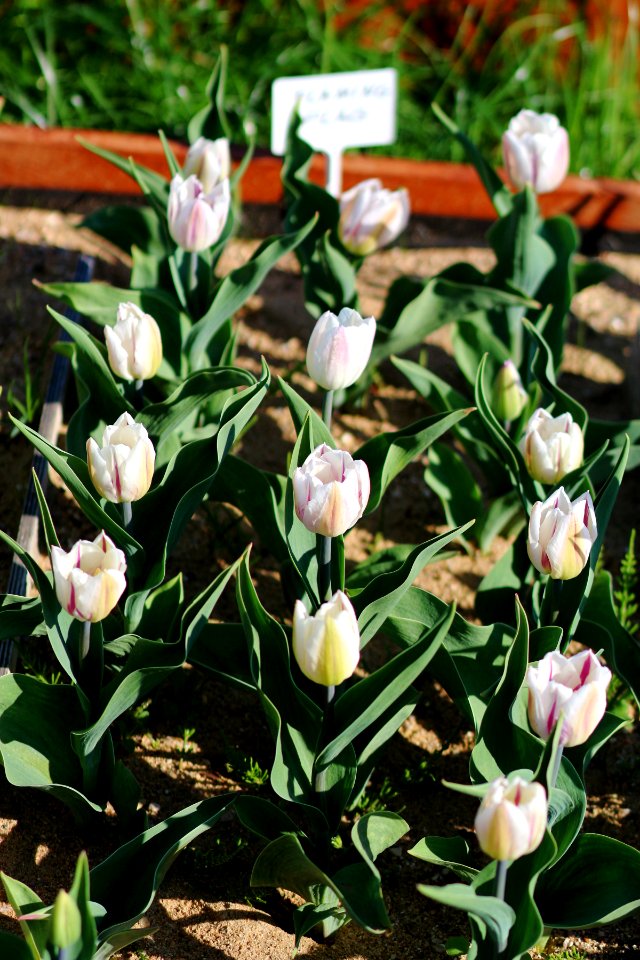 Tulipa 'Flaming Flag' 2016 03