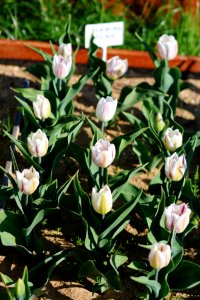 Tulipa 'Flaming Flag' 2016 03