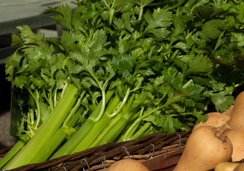Celery turnips green