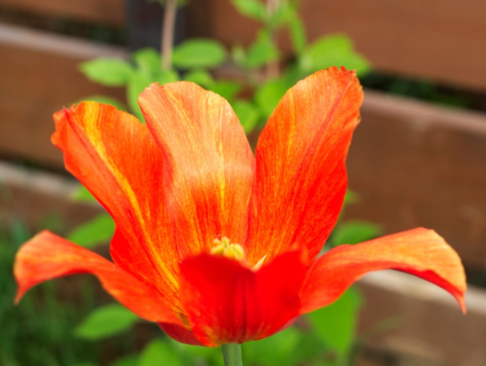 Tulipa 'El Nino' 2015 12