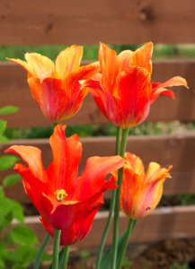 Tulipa 'El Nino' 2015 11 photo