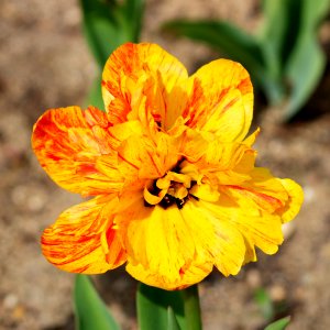 Tulipa 'Double Beauty of Apeldoorn' 2016 03