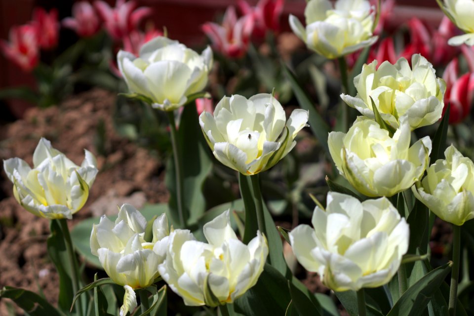 Tulipa 'Exotic Emperor' 2017 03