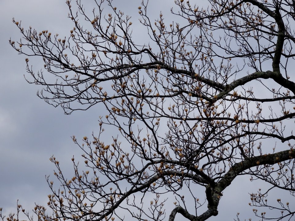 Tulip tree (Liriodendron tulipifera) buds in spring