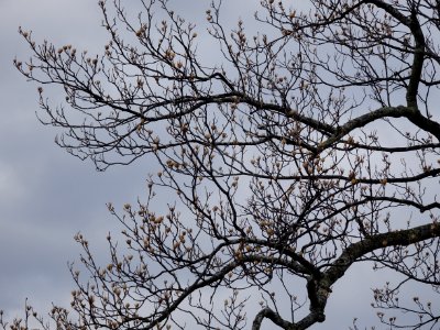 Tulip tree (Liriodendron tulipifera) buds in spring