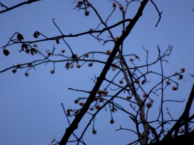 Tulip tree (Liriodendron tulipifera) early spring buds April 1 2018 Upstate New York 04