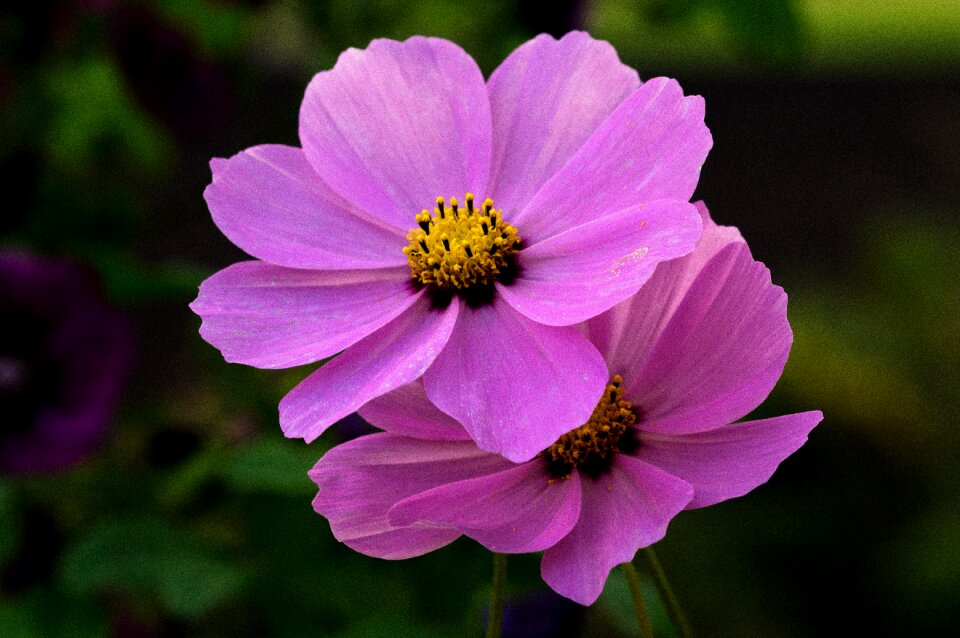 Garden flower composites