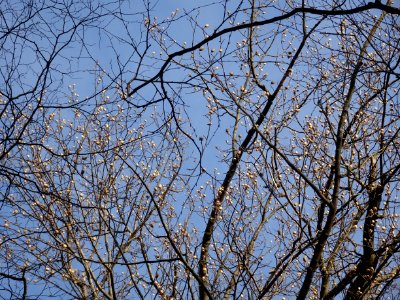 Tulip tree (Liriodendron tulipifera) in Upstate New York early spring 04