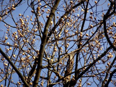 Tulip tree (Liriodendron tulipifera) in Upstate New York early spring 05