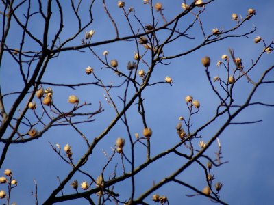 Tulip tree (Liriodendron tulipifera) in Upstate New York early spring 10