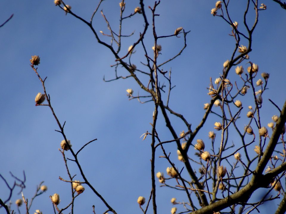 Tulip tree (Liriodendron tulipifera) in Upstate New York early spring 11