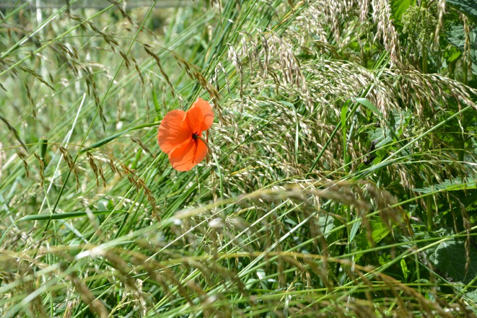 Summer grass poppy photo