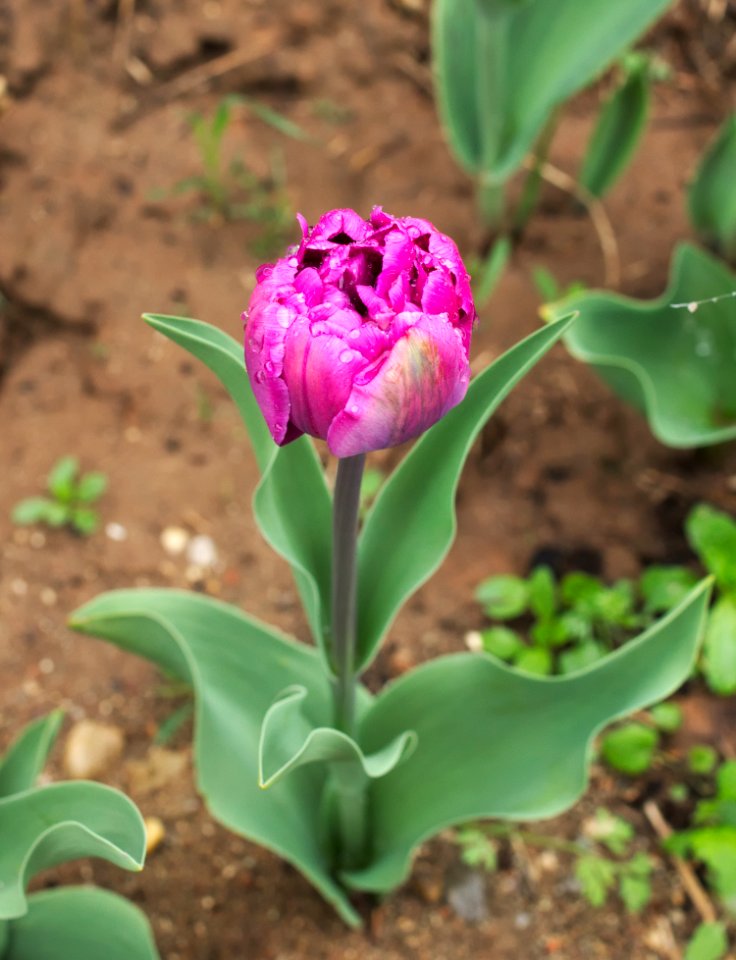 Tulipa 'Blue Diamond' 2015 01