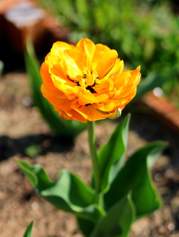 Tulipa 'Double Beauty of Apeldoorn' 2016 08