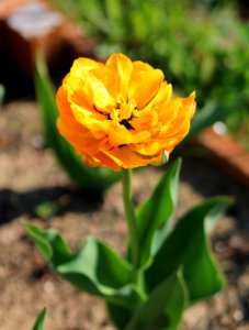 Tulipa 'Double Beauty of Apeldoorn' 2016 08