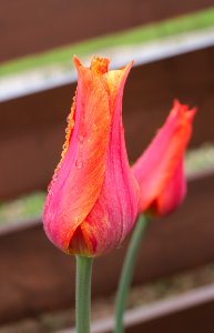 Tulipa 'El Nino' 2015 04 photo