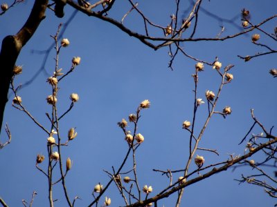 Tulip tree (Liriodendron tulipifera) in Upstate New York early spring 09