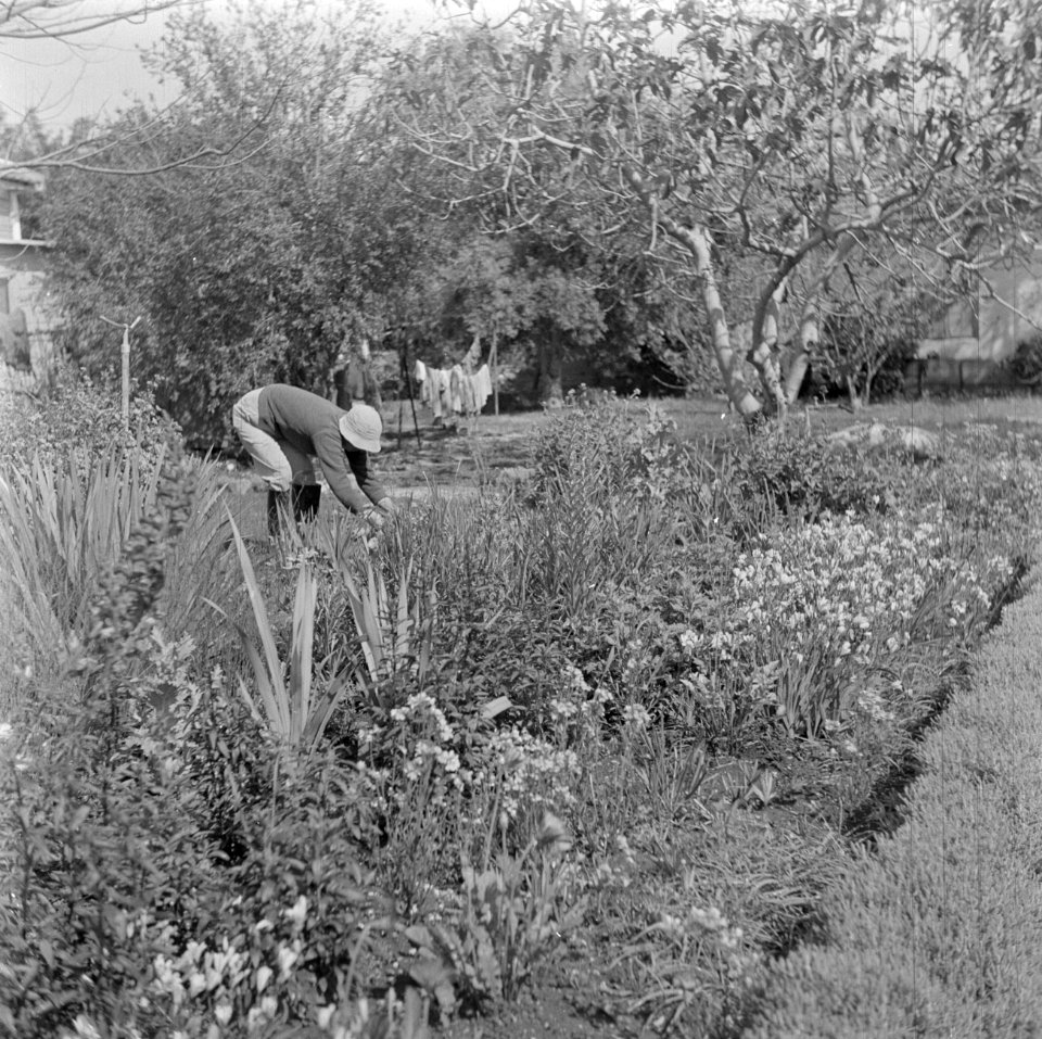 Tuinieren in een plantsoen van kibboets Ramat Jochanan, Bestanddeelnr 255-0644