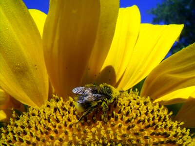 Bloom yellow bee pollen