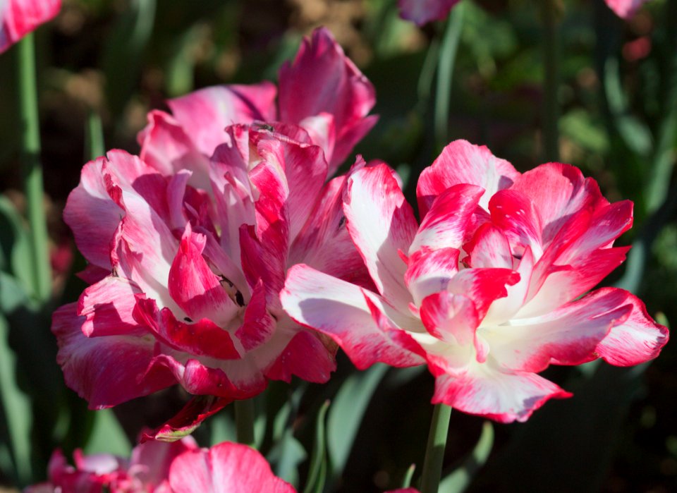 Tulipa 'Cartouche' 2017 03