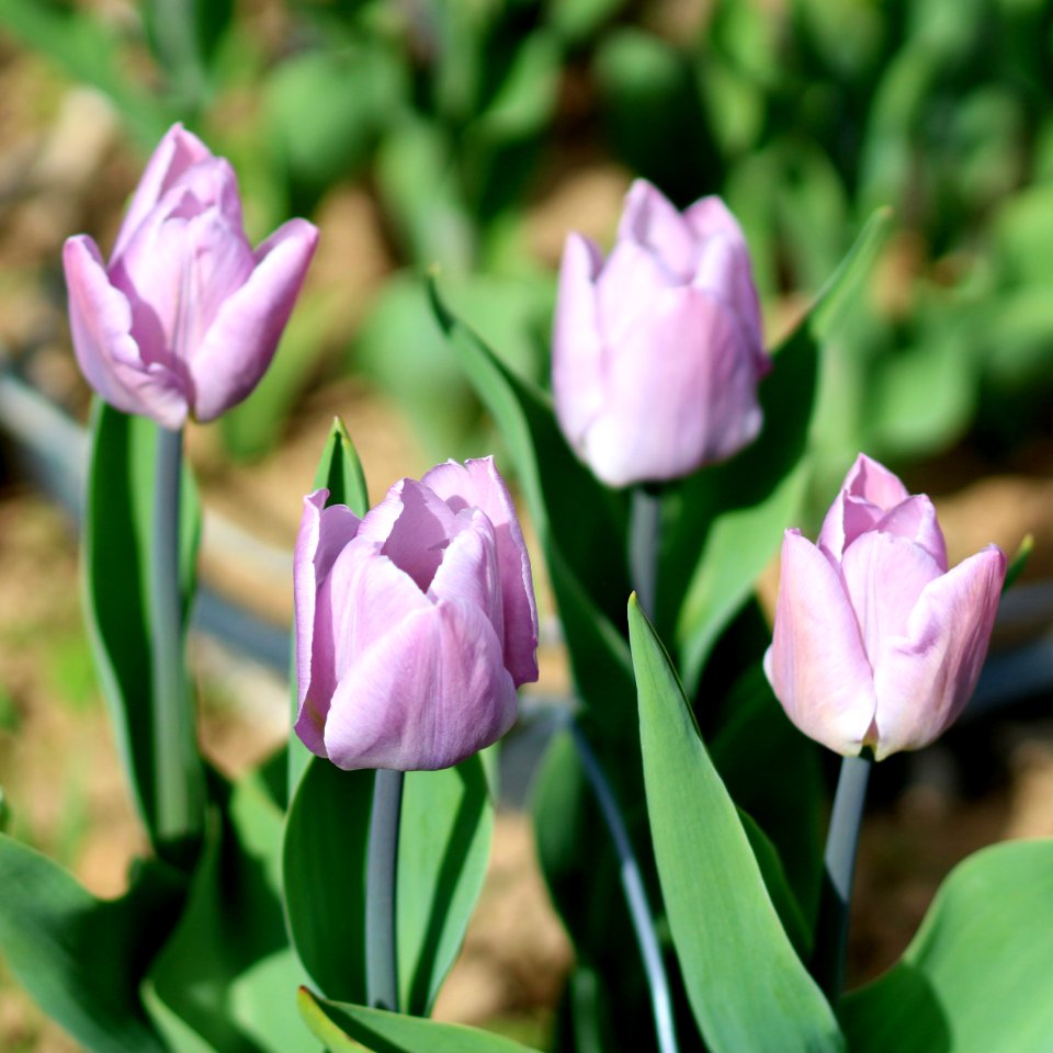 Tulipa 'Candy Prince' 2016 04