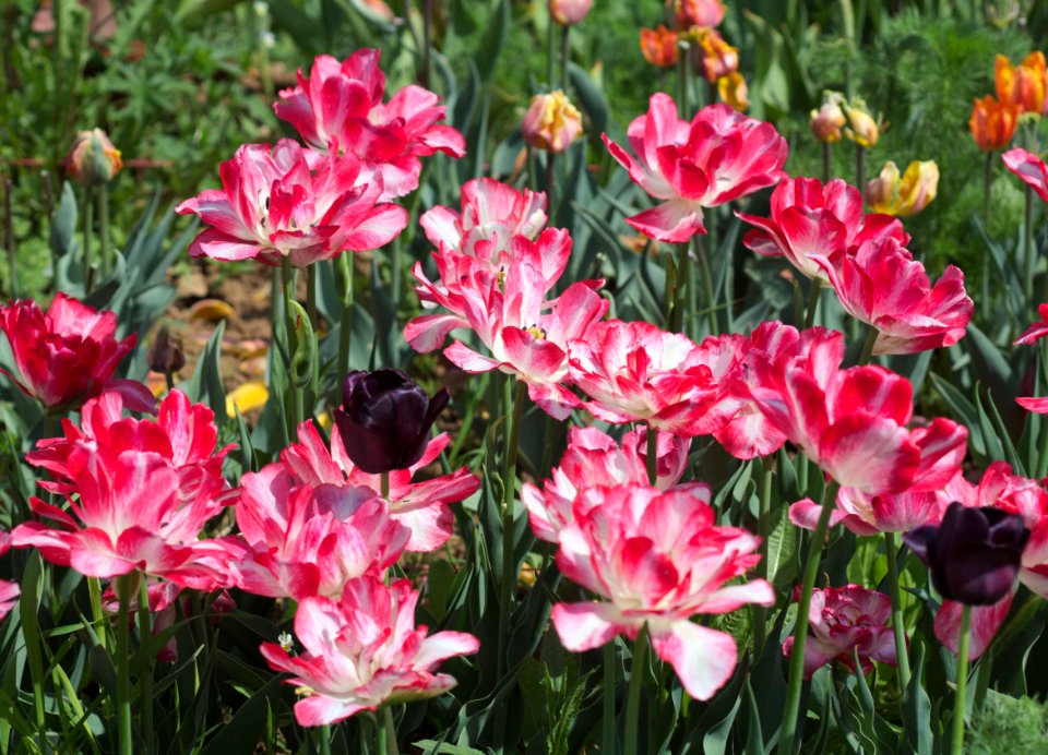 Tulipa 'Cartouche' 2017 04
