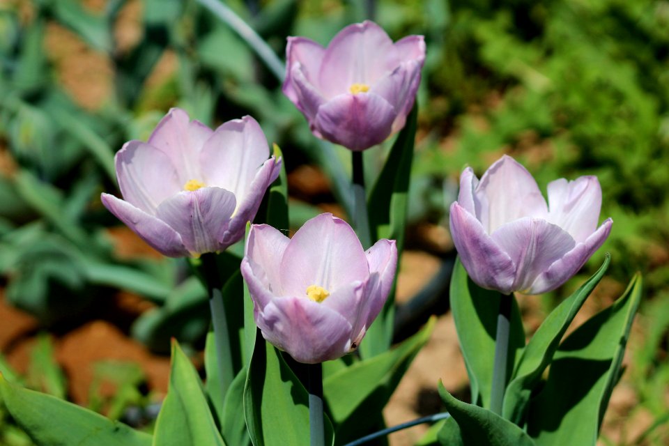 Tulipa 'Candy Prince' 2016 13
