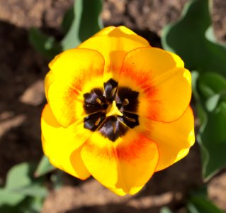 Tulipa 'Blushing Apeldoorn' 2015 04