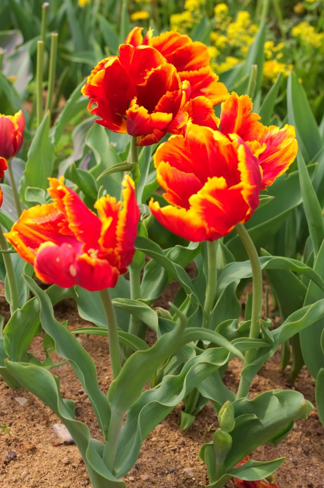 Tulipa 'Bright Parrot' 2015 07