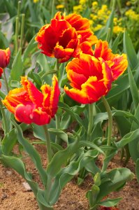 Tulipa 'Bright Parrot' 2015 07