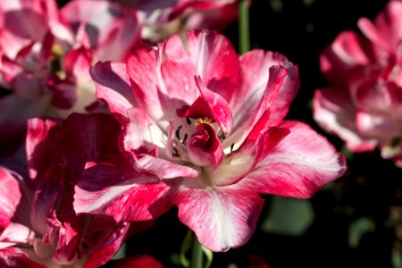 Tulipa 'Cartouche' 2017 02