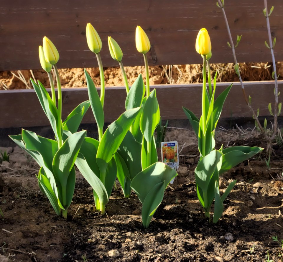 Tulipa 'Blushing Apeldoorn' 2015 02