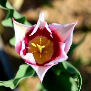 Tulipa 'Claudia' 2016 11