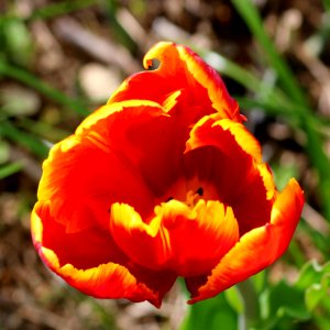 Tulipa 'Bright Parrot' 2016 01